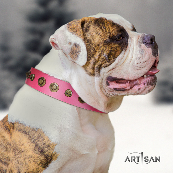 American Bulldog fine quality full grain genuine leather dog collar for everyday use