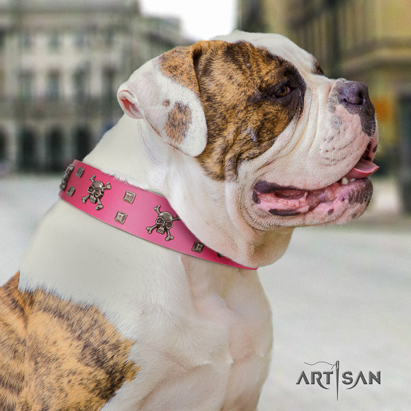 American Bulldog extraordinary full grain leather dog collar for walking