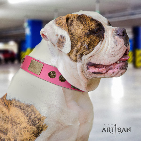 American Bulldog daily use genuine leather collar with stunning decorations for your four-legged friend