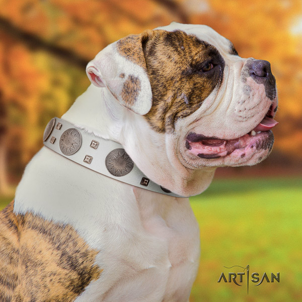 American Bulldog fashionable leather dog collar for everyday walking