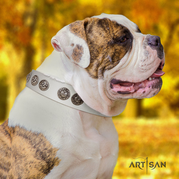 American Bulldog stylish design leather dog collar for everyday walking