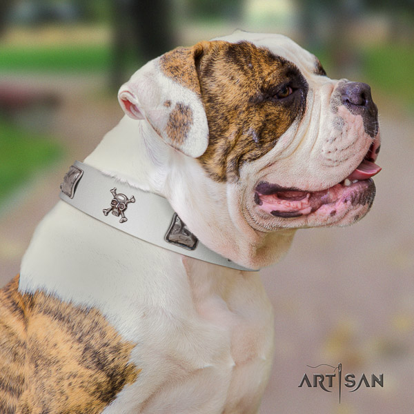 American Bulldog adjustable genuine leather dog collar for easy wearing