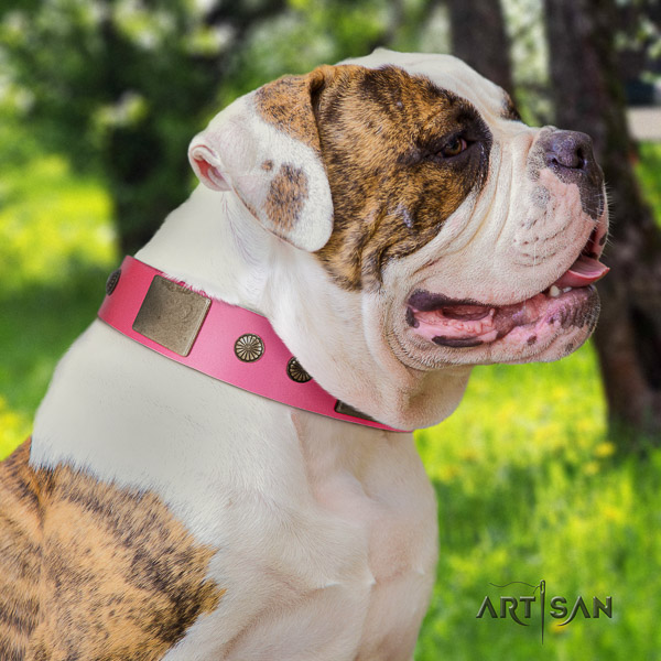 American Bulldog walking leather collar with awesome studs for your canine