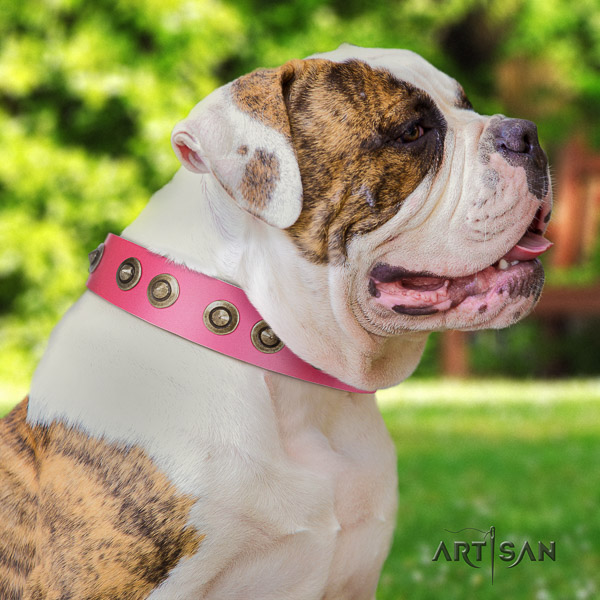 American Bulldog walking genuine leather collar with exceptional studs for your pet