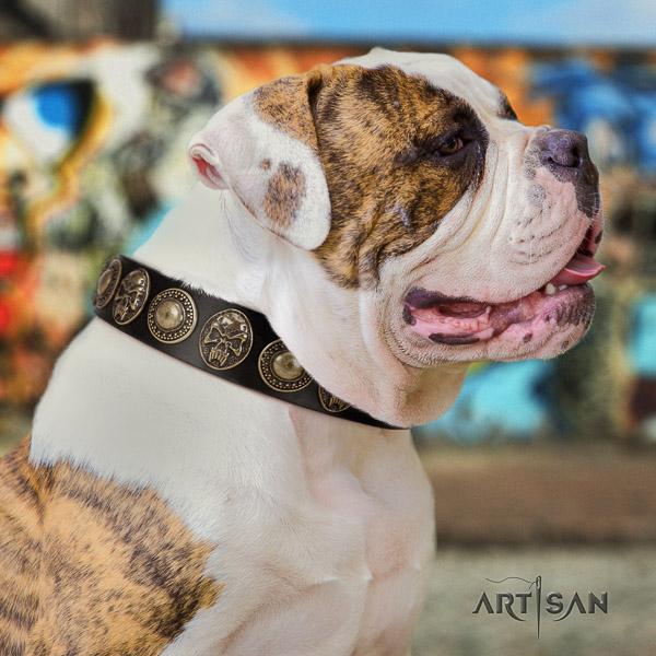 American Bulldog walking natural leather collar with unusual studs for your canine