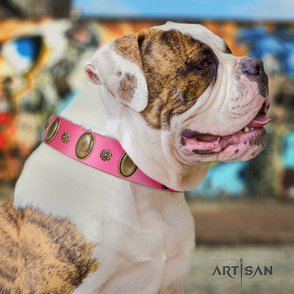 American Bulldog extraordinary full grain leather dog collar for daily walking