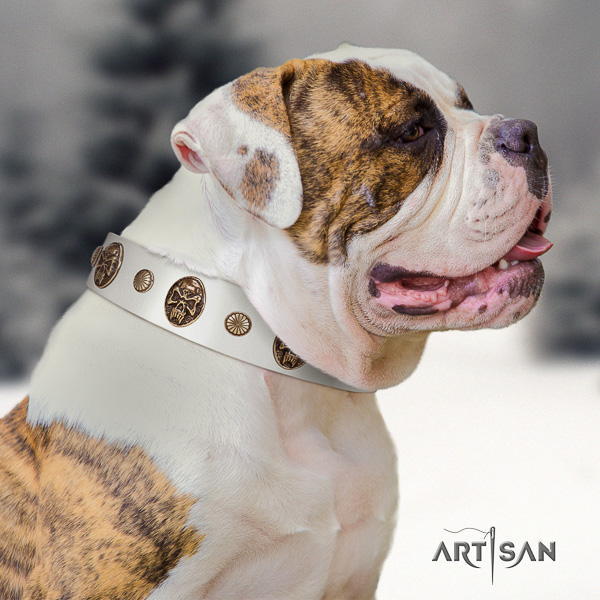 American Bulldog comfy wearing natural leather collar with remarkable decorations for your doggie