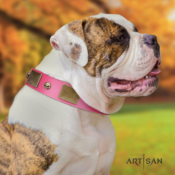 American Bulldog awesome genuine leather dog collar for comfortable wearing