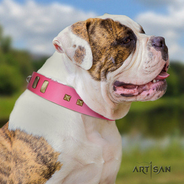 American Bulldog exceptional full grain genuine leather dog collar for walking