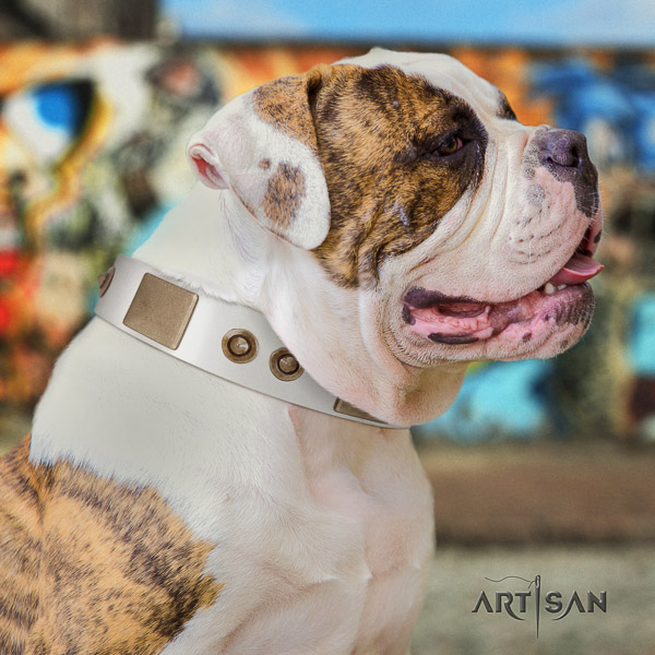 American Bulldog everyday walking natural leather collar with incredible adornments for your four-legged friend