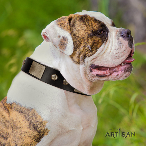 American Bulldog basic training natural leather collar with awesome decorations for your doggie