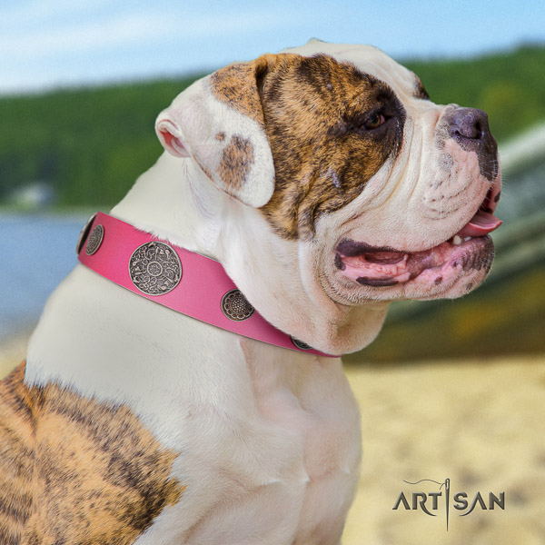 American Bulldog designer full grain leather dog collar for daily use