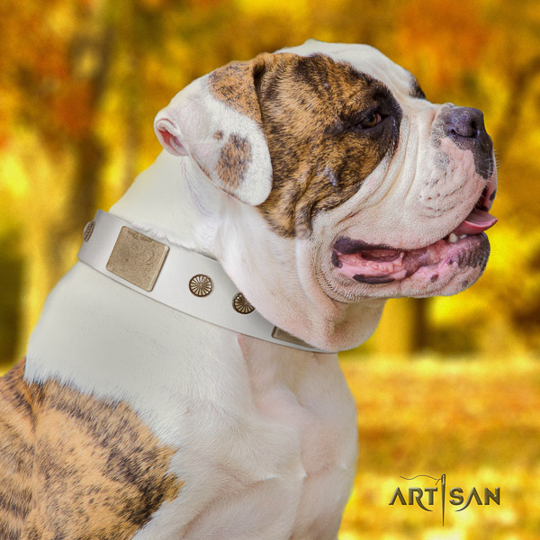American Bulldog fancy walking genuine leather collar with unusual decorations for your four-legged friend