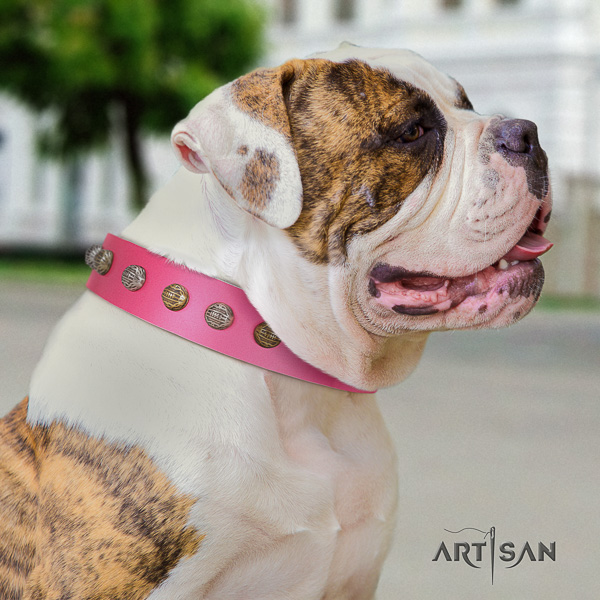 American Bulldog easy to adjust full grain natural leather dog collar for easy wearing