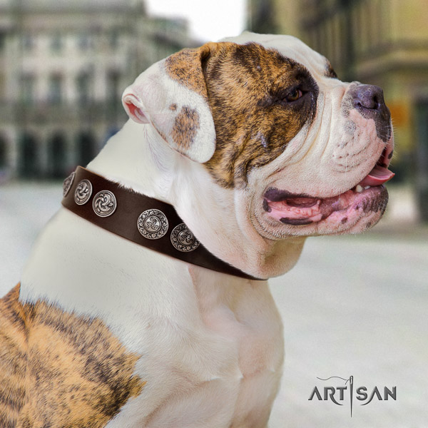 American Bulldog perfect fit full grain genuine leather dog collar for daily walking