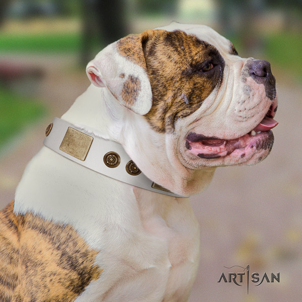 American Bulldog daily use full grain leather collar with incredible studs for your four-legged friend