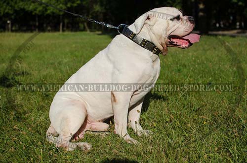 Leather Canine Collar for Training and Walking American Bulldog