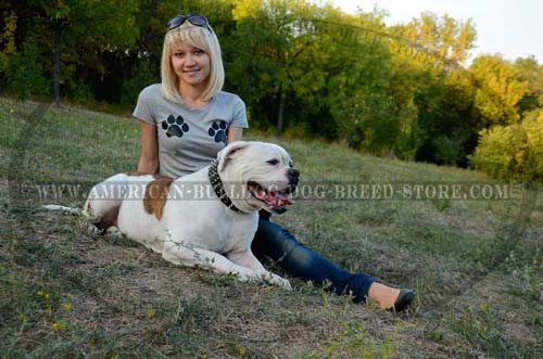 American Bulldog Breed Dog in Leather Spiked & Studded Collar