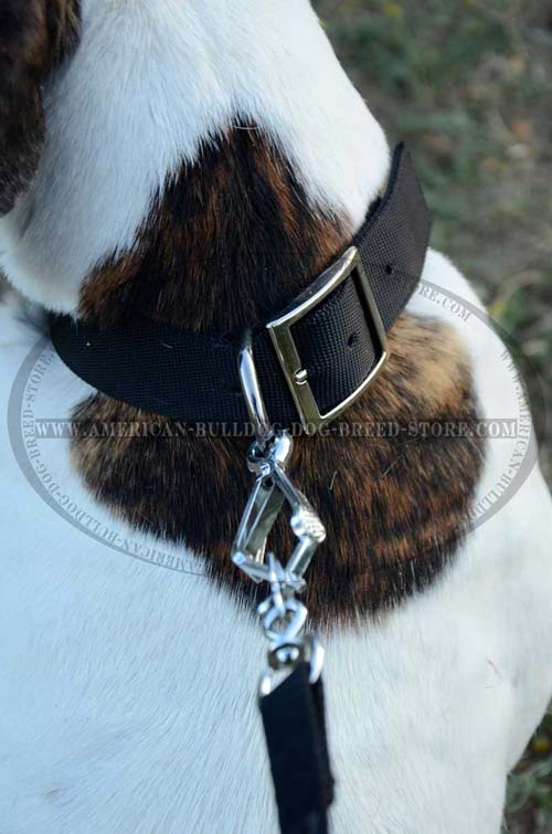 Nylon Canine Collar with Easy Leash Adjustment Point for American Bulldog 