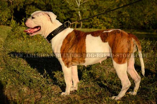 American Bulldog Leather Collar for Walking and Training