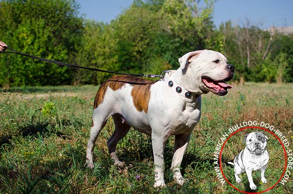 American Bulldog white leather collar of high quality with handset adornment for stylish walks