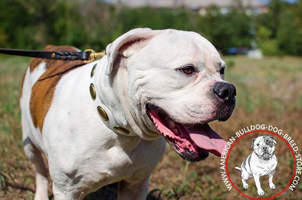 American Bulldog pink leather collar wide decorated with plates for walking in style
