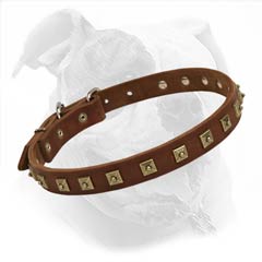 leather collar crafted for bulldogs