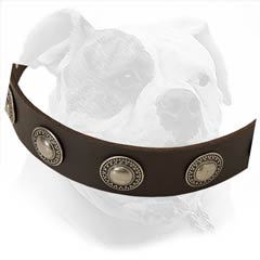 Designer Leather Collar for American Bulldog Walking in Style