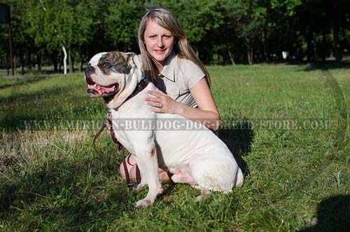 Walking American Bulldog Leather Collar 