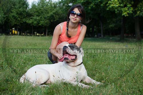 Fashion American Bulldog Collar for Everyday Training