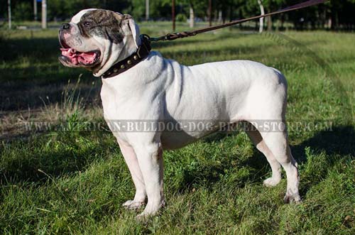 Leather Dog Collar for American Bulldog Walking