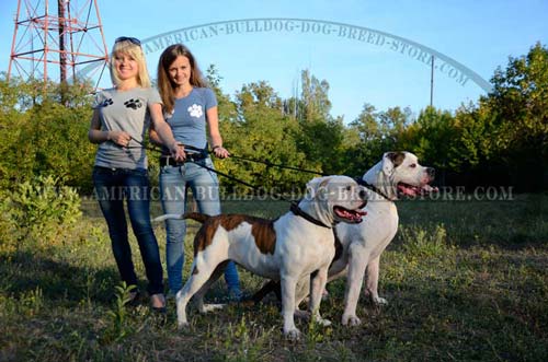 Braided Leather Collar with Fur Protector