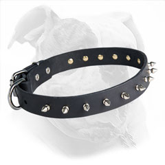 Elegant American Bulldog Collar for Daily Walking