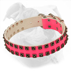 Pink Leather Collar for Walking America Bulldog Girls