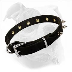 American Bulldog Leather Collar with Nickel Spikes