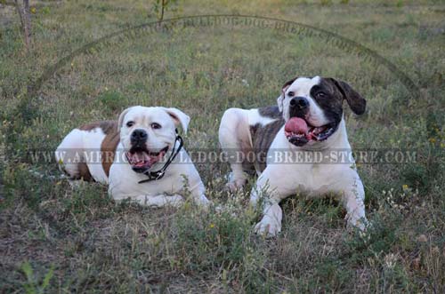 Stitched Choke Collar for American Bulldog