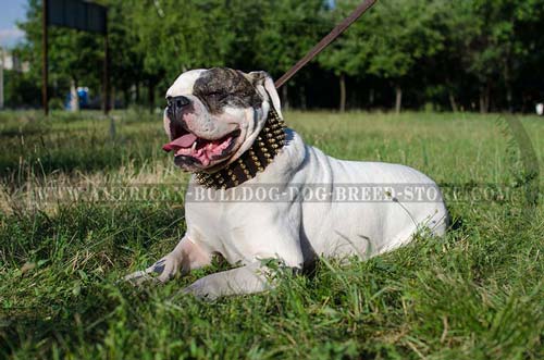 Extra Wide Leather Collar with Brass Spikes