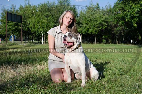 Decorated Leather Collar for American Bulldog