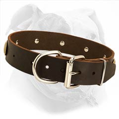 Walking Leather Collar for American Bulldog Comfort