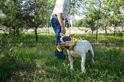 Leather Collar for American Bulldogs