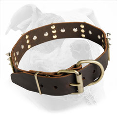 Comfortable American Bulldog Walking with Spiked Leather Collar