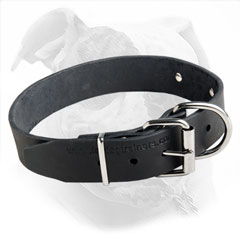 Classic Leather Collar for American Bulldog Training