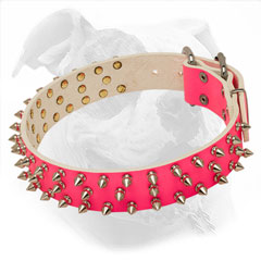 Leather American Bulldog Collar for She-Dogs
