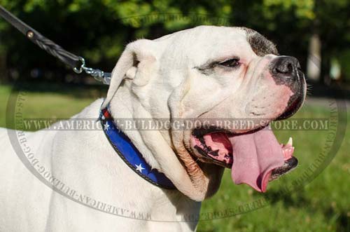 Painted Leather Collar for American Bulldog 