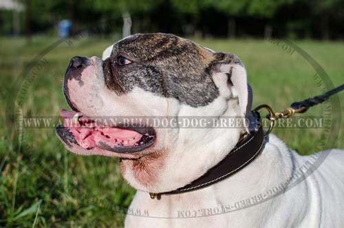 Leather American Bulldog Collar with the Softest Padding