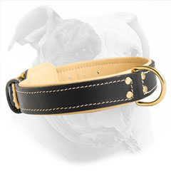 Softly Padded Leather Collar for Bulldogs