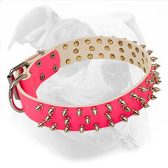 Leather American Bulldog Collar with Nickel Spikes