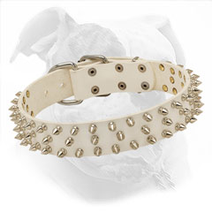 Leather American Bulldog Collar with Nickel Spikes
