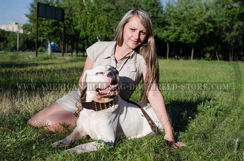 American Bulldog Collar with Goldish Fittings