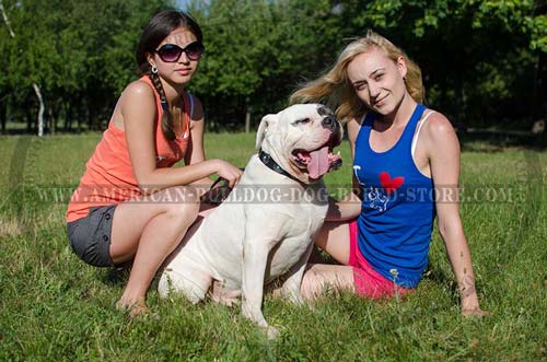 Leather American Bulldog Collar with Blue Stoned Silvery Studs 